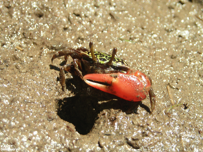 Burrowing crabs bring beneficial bacteria to mangroves