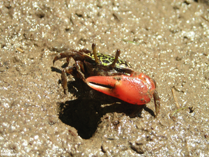 Burrowing crabs bring beneficial bacteria to mangroves