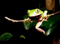 Tree Frog, Leptopelis flavomaculatus