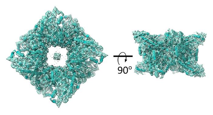 Cryo-EM structure of ubiquitous mitochondrial creatine kinase