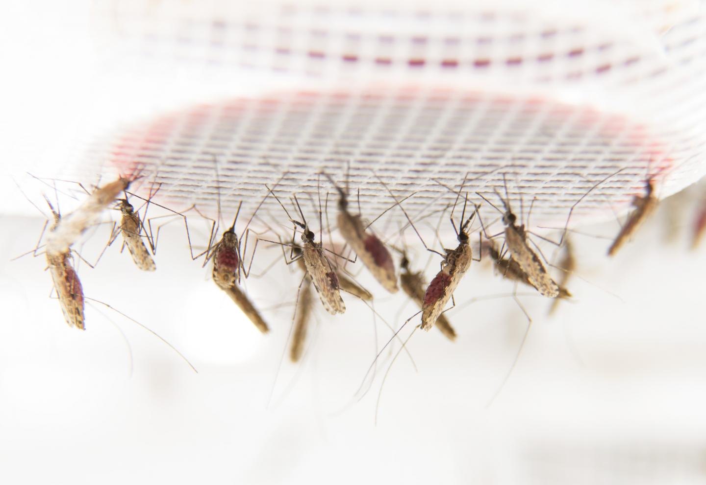 Feeding Mosquitoes in the Laboratory at Stockholm University
