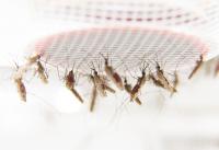 Feeding Mosquitoes in the Laboratory at Stockholm University