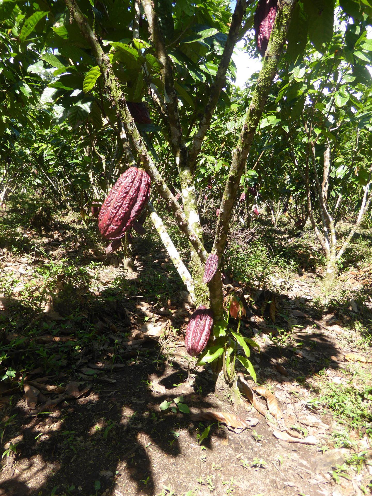 Der Anbau von Kakaopflanzen 