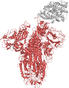 SARS-CoV-2 spike glycoprotein
