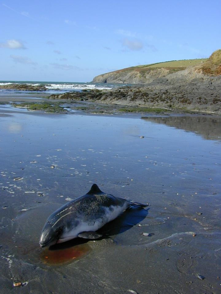 Porpoise on Beach in Wales, UK
