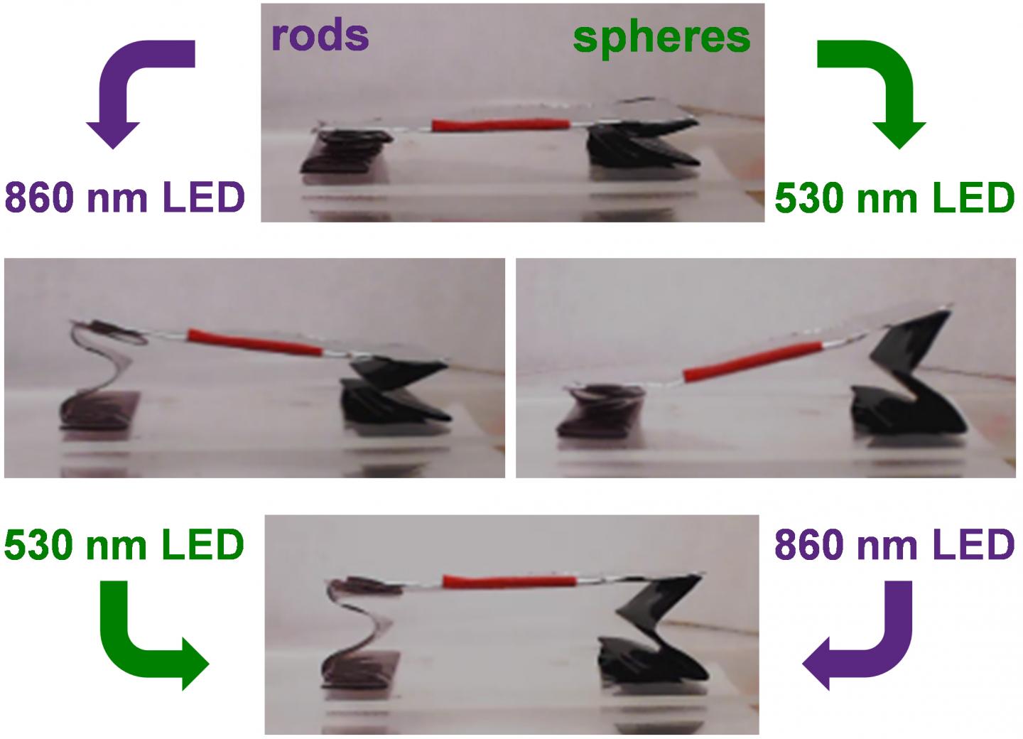 Gold Nanoparticles Trigger Sequential Unfolding of 3D Structures