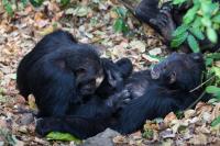 Chimpanzees (2 of 2)