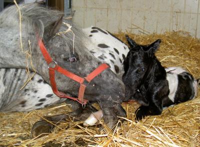 A Mare and Her Newborn Foal