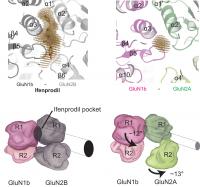 Tiny Changes Make a Drug Binding Pocket