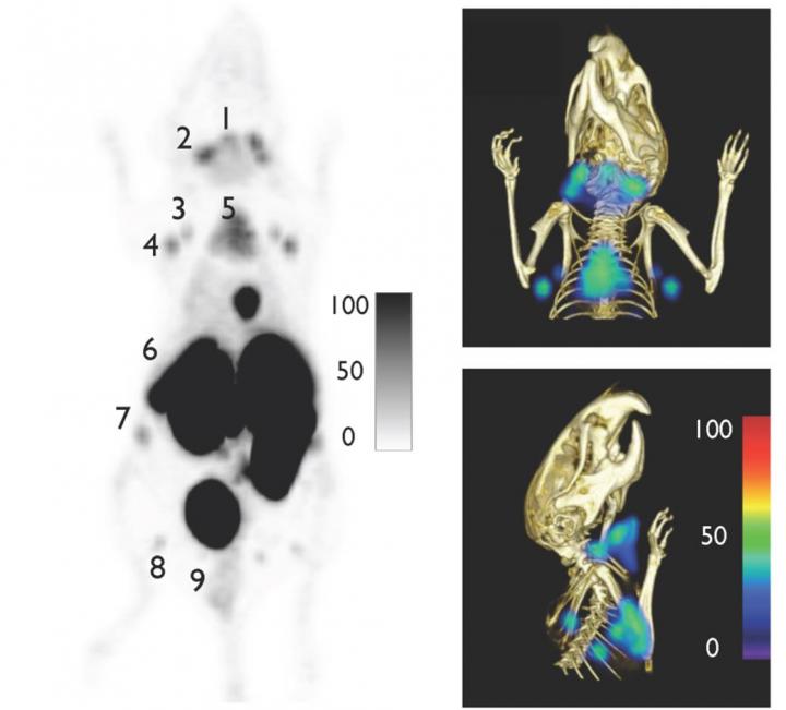 Antibody Fragments Expand What PET Imaging Can 'See' in Mice