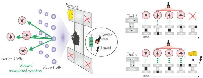 Reinforcement learning using optomemristors