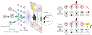 Reinforcement learning using optomemristors