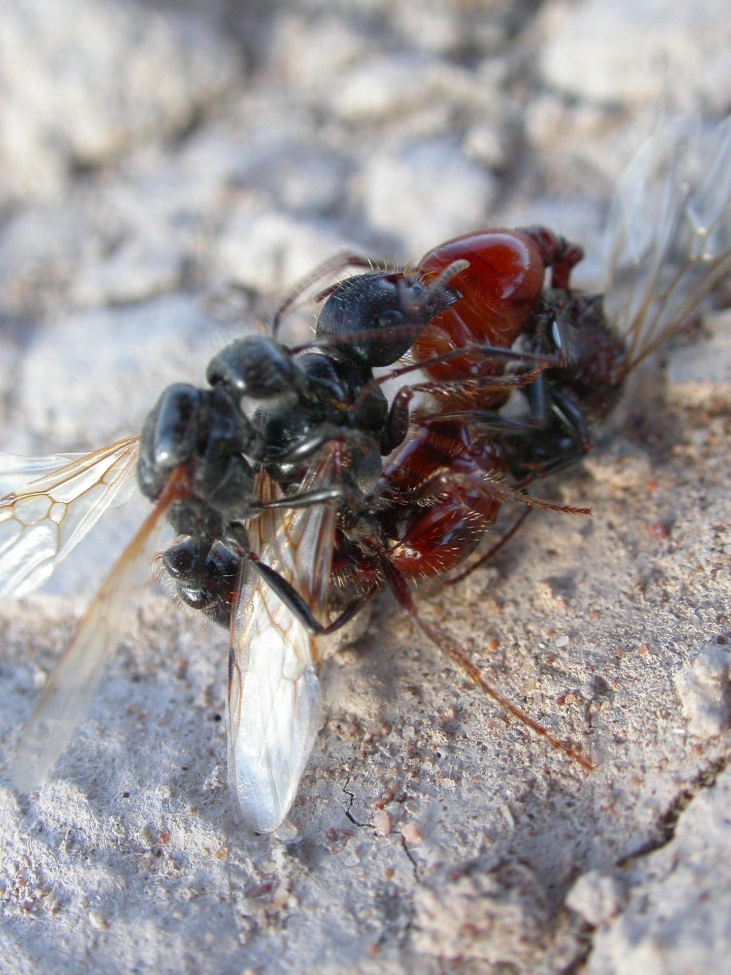 A battle for ant sperm EurekAlert!