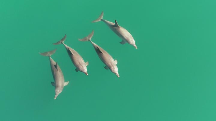 Three male dolphins and one female