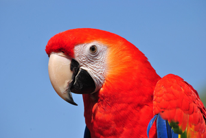 Scarlet macaw