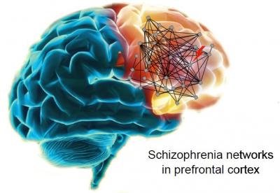 Schizophrenia Networks In Prefrontal Cortex