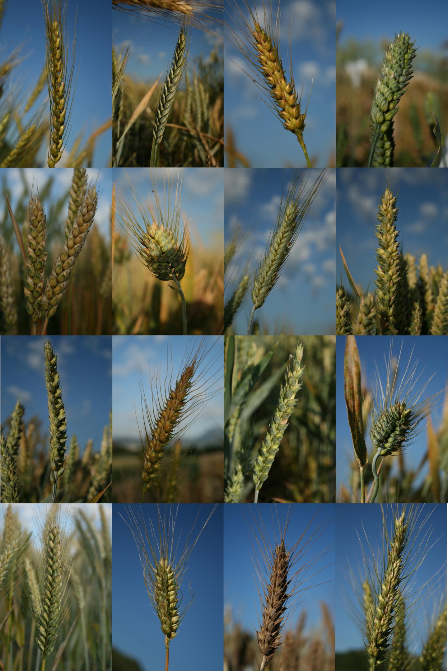 Tracing the History of Wheat Diversit EurekAlert!