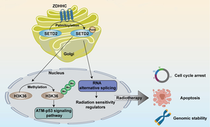 Research Finds Promotion Effect of SEDT2 Palmitoylation in Glioblastoma