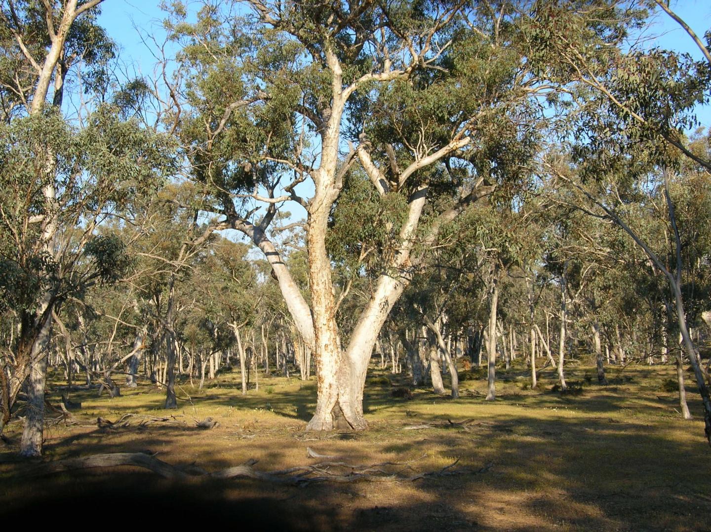 Eucalyptus wandoo trees