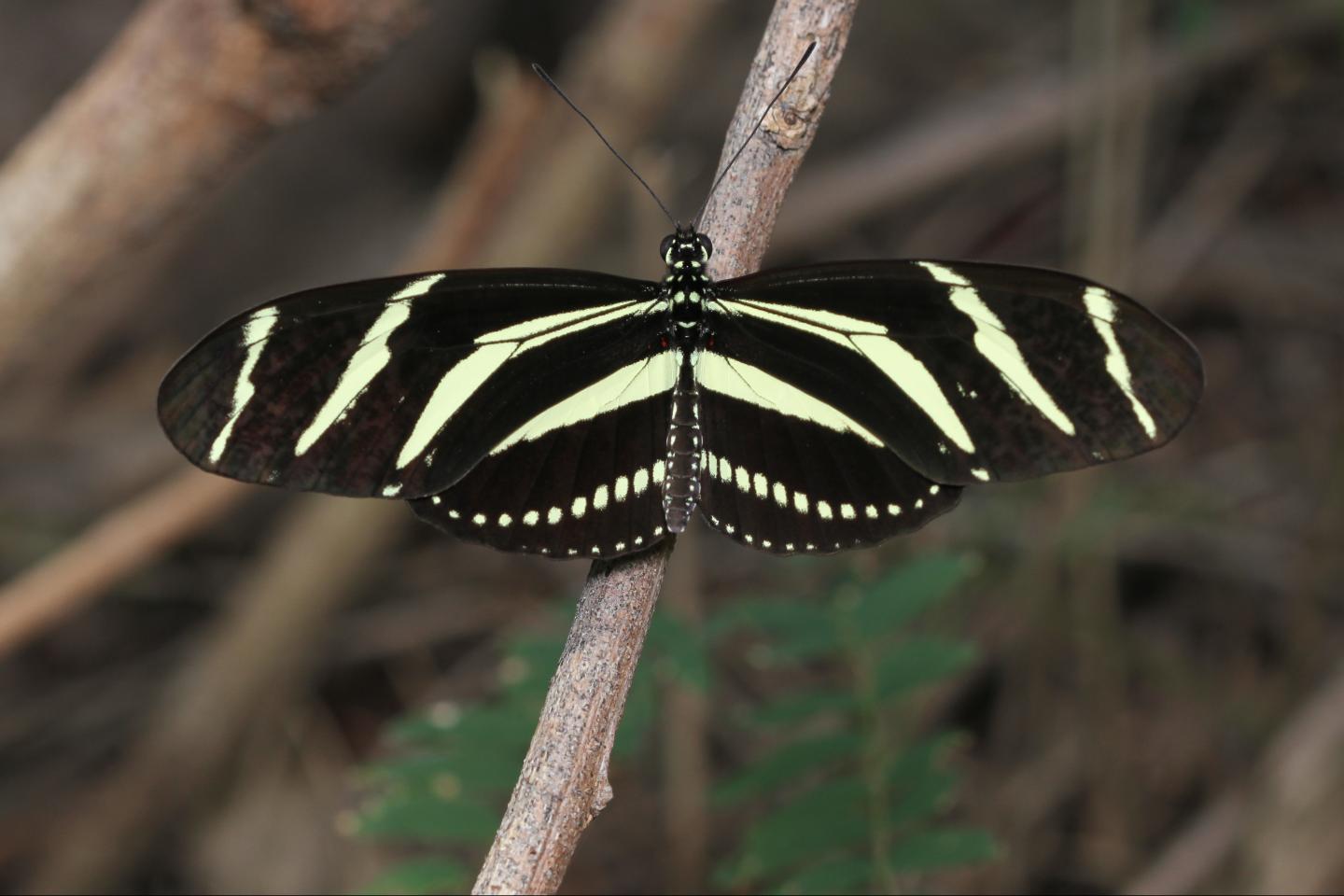 Zebra Longwing at National Butterfly Center