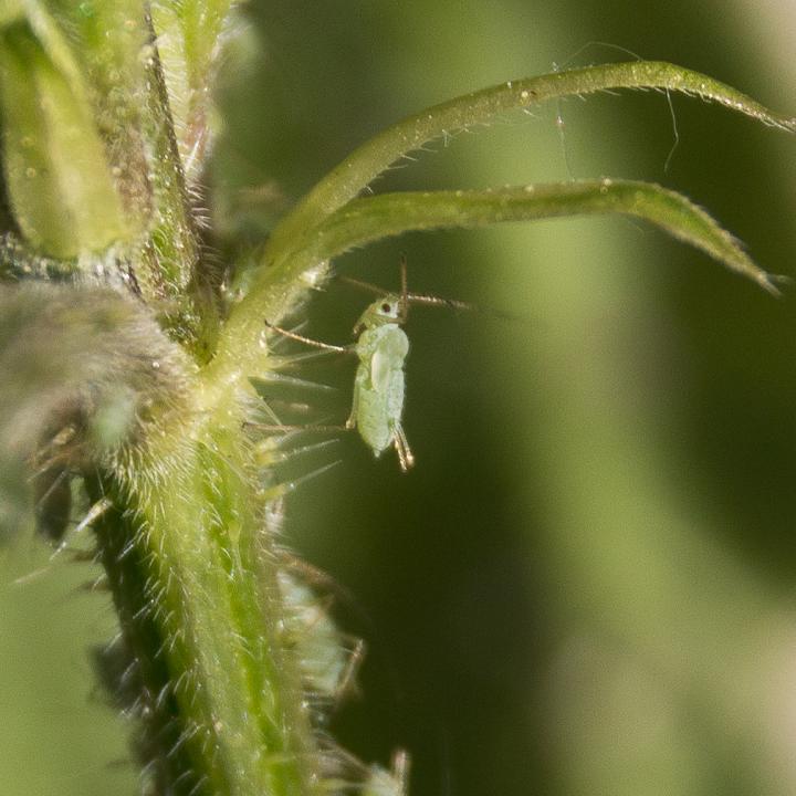 Aphid