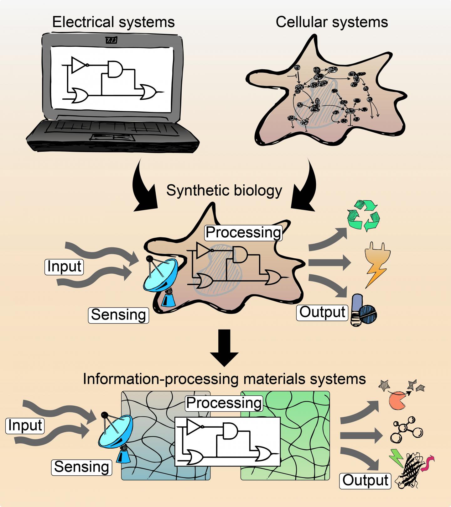 Biological Signalling Processes in Intelligent Materials