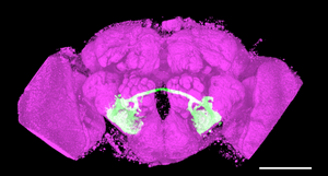 Drosophila Brain