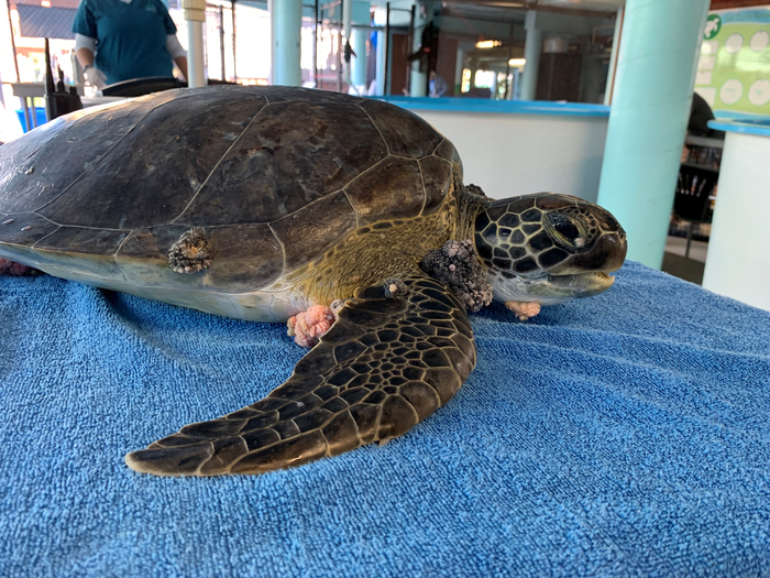 Green Sea Turtle With Tumors