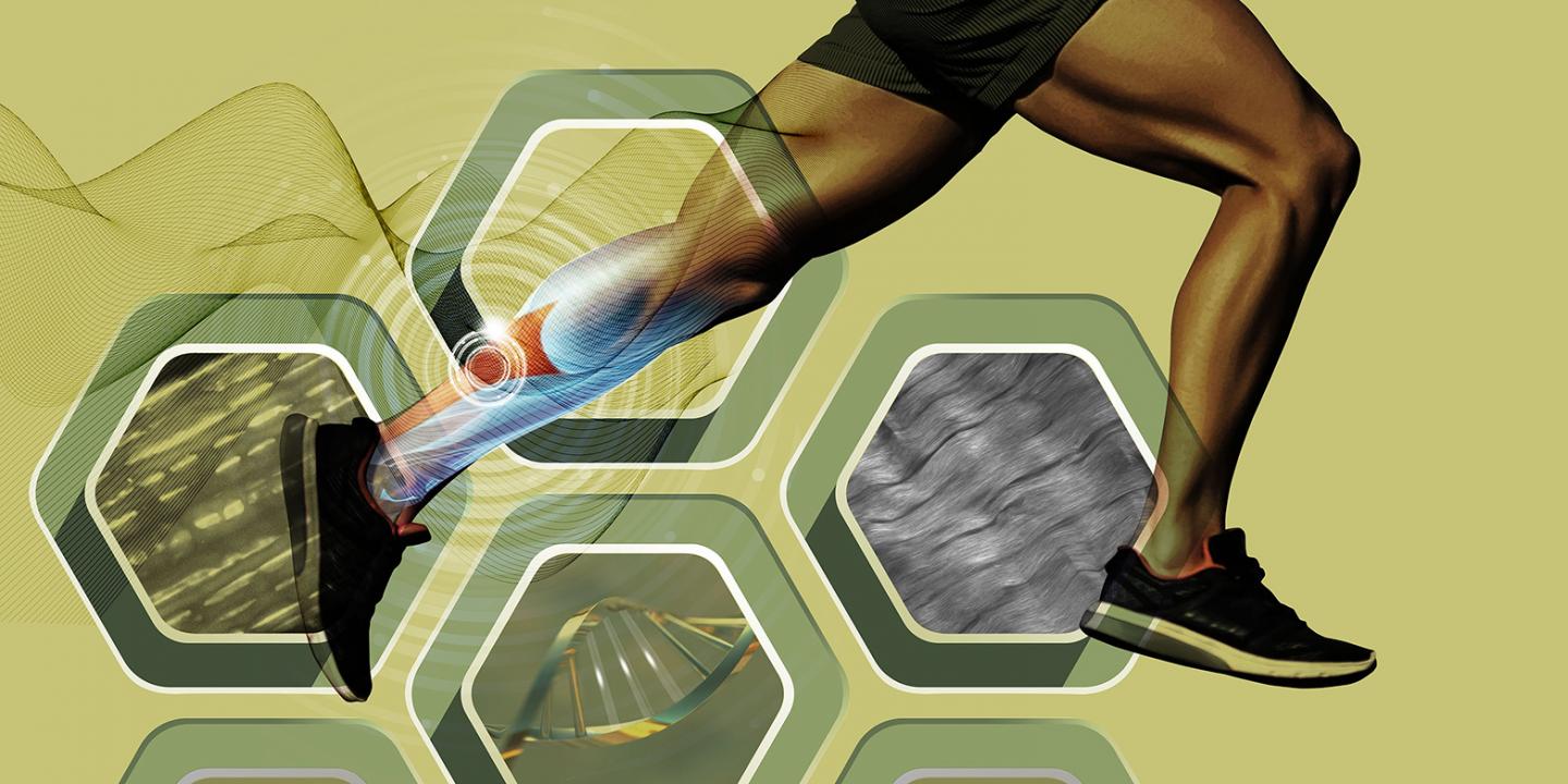 Tendon stiffness and athletic performance