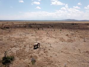 Elephants on invaded savanna