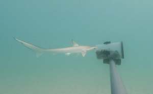 Juvenile milk shark