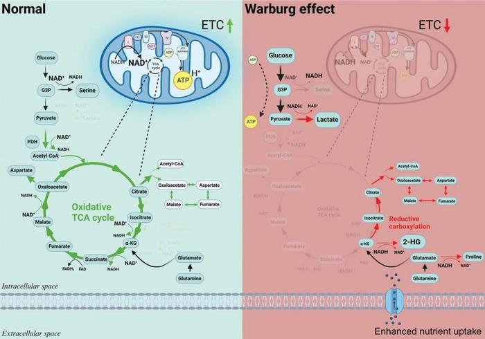 The Warburg effect and metabolic rewiring.