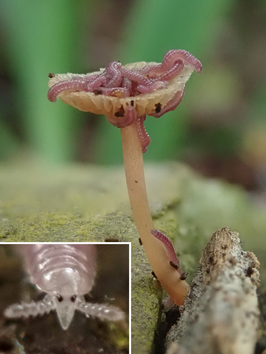 The tropical boring millipede Rhinotus purpureus