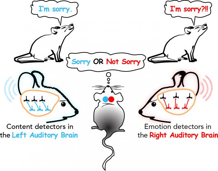 Auditory Processing