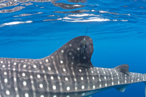 Whale Shark with tracker