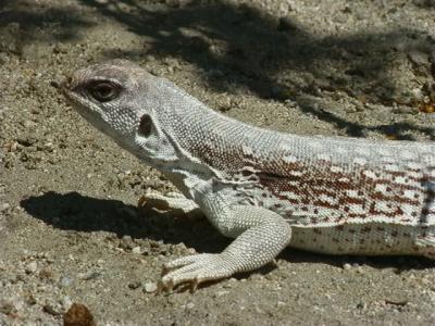 An Adult Desert Iguana
