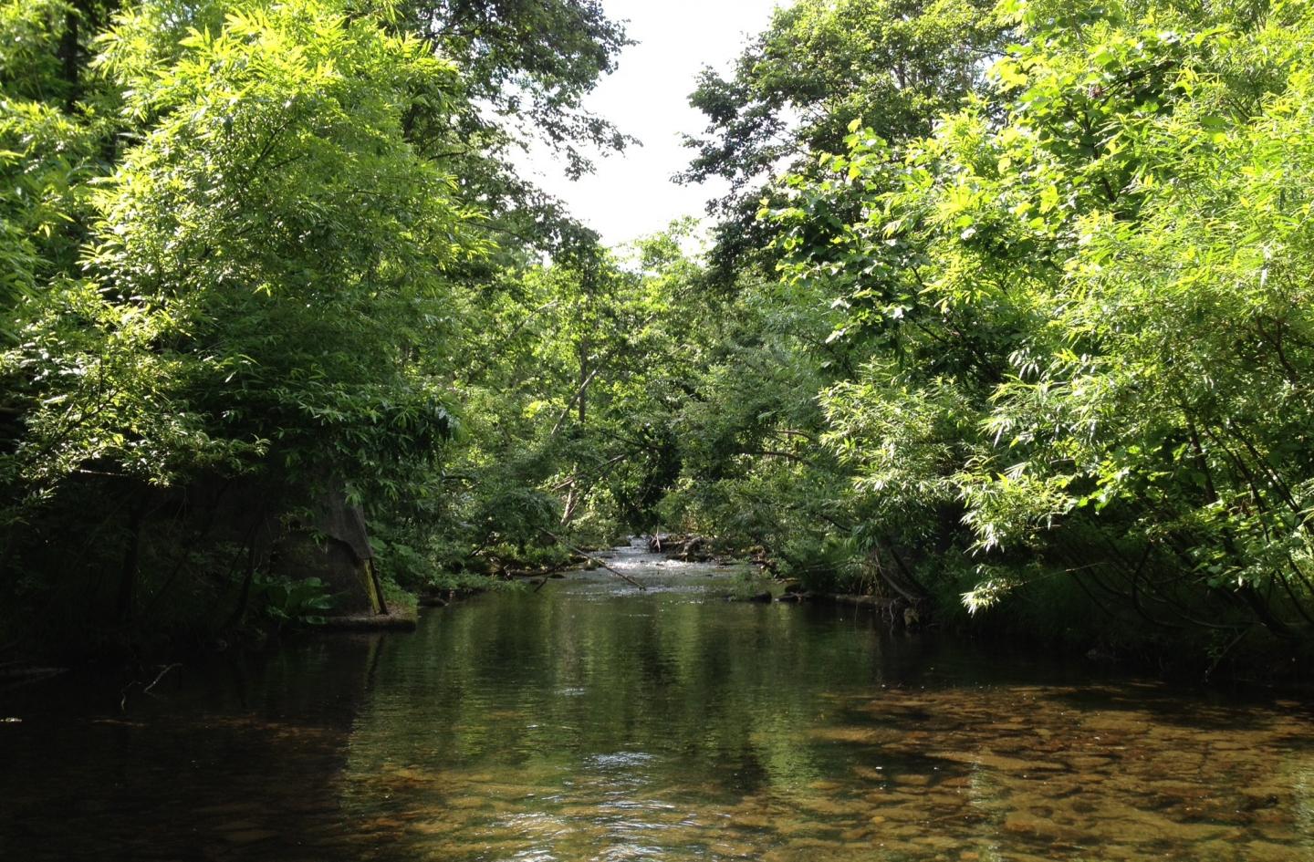 One of the Sampling Sites in Hokkaido University's Uryu Experimental Forest