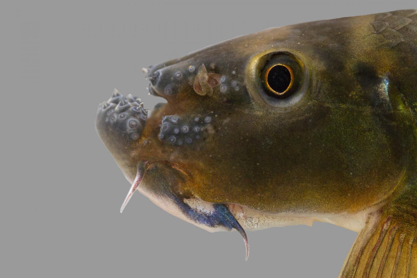 Function of Forehead Groove Remains a Mystery