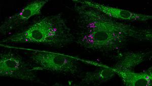 Nanoparticles interacting with mitochondria