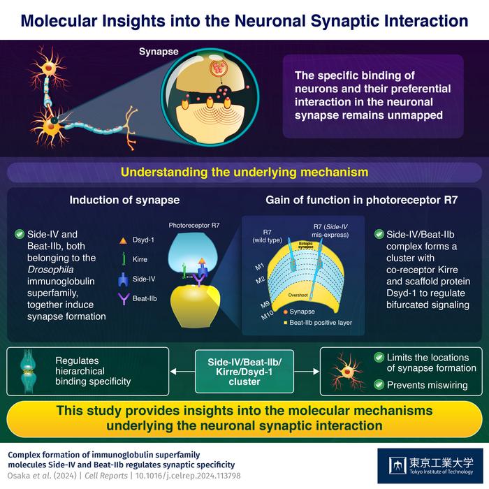 Molecular Insights into the Neuronal Synaptic Interaction