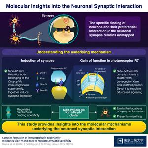 Molecular Insights into the Neuronal Synaptic Interaction