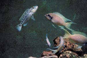 Cichlids «Princess of Lake Tanganyika»