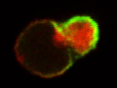 Blood Stem Cell Dividing Asymetically