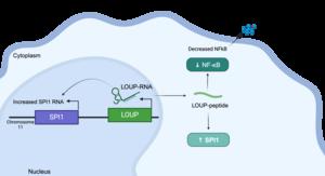 New target for inflammation regulation discovered