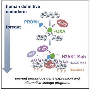 How pioneer transcription factors drive cell fate