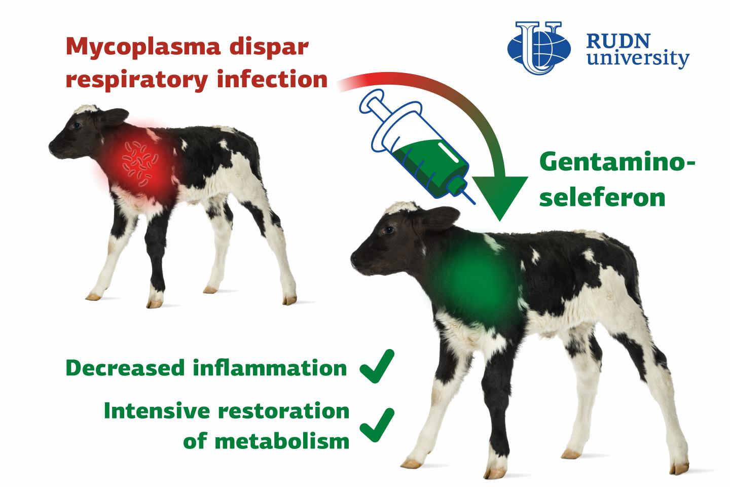 RUDN University Veterinarians Tested a New Drug Against Pneumonia in Calves