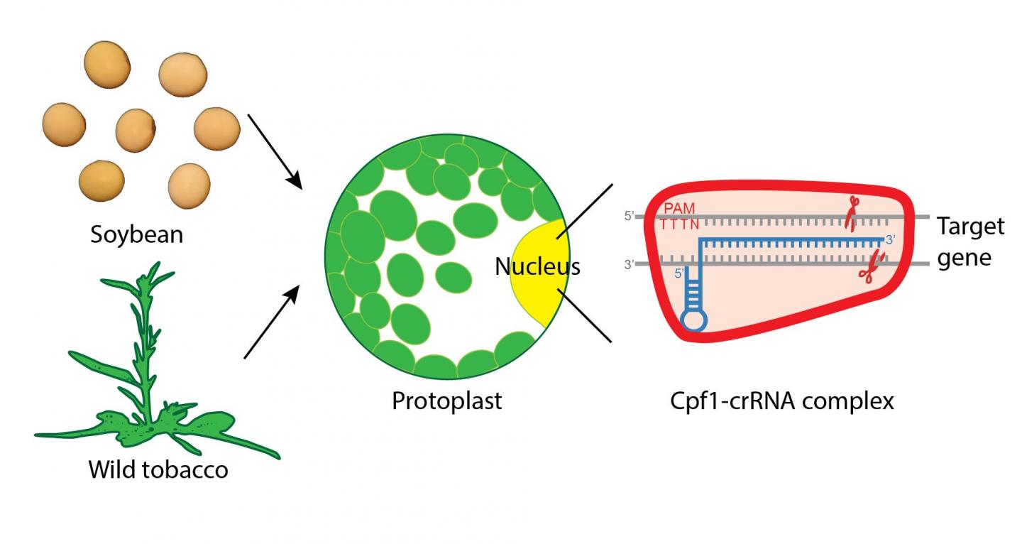 Modifying fat content in soybean oil with the EurekAlert!