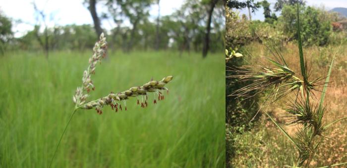 Grasses Can Acquire Genes from Neighboring Plants