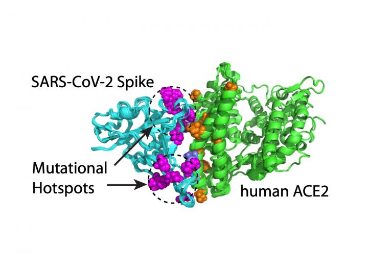 Computer-Based Modeling Can Predict Mutation "Hotspots" and Antibody Escapers in the SARS-CoV-2 Spike Protein