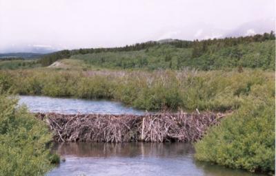 Beaver Dam